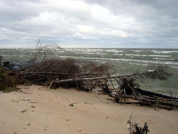 Vētras izskaloti koki Kolkas jūrmalā