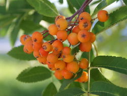 Pīlādzis Laukmuižā