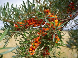 Smiltsērkšķis Laukmuižā