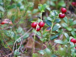 Brūklenes