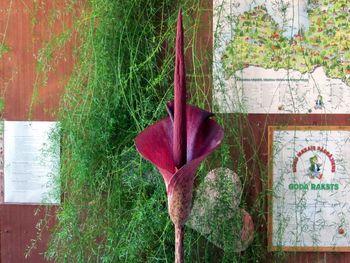 Kartupeļpalma Kartupeļpalma