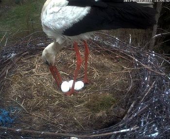 Slīteres strārķis