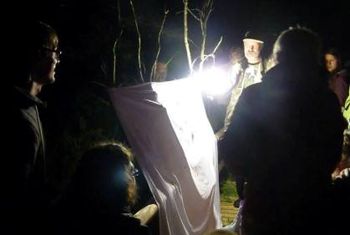 Kukaiņu naktī. Andras Ratkevičas foto
Kukaiņu naktī. Andras Ratkevičas foto