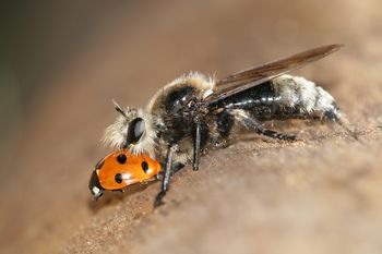 Laupītājmuša. Uģa Piterāna foto Laupītājmuša. Uģa Piterāna foto